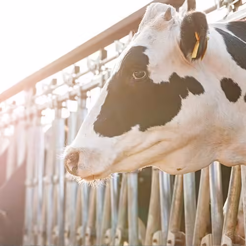 Livestock Equipment Industry